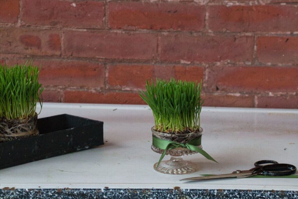 wheat grass for table